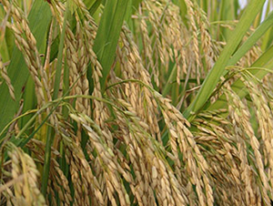 �Ͻ�6̖(h��o)�����r(n��ng)316��-ˮ���N��-���r(n��ng)���S