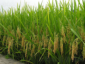 皖稻189號-水稻種子-神農大豐