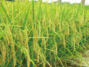 寧兩優(yōu)1號（雜交秈稻）-水稻種子-神農(nóng)大豐