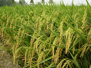 紫金稻8號（雜交秈稻）-水稻種子-神農(nóng)大豐