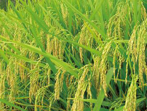 寧兩優(yōu)618（雜交秈稻）-水稻種子-神農(nóng)大豐