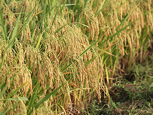 創(chuàng)兩優(yōu)276-水稻種子-神農(nóng)大豐