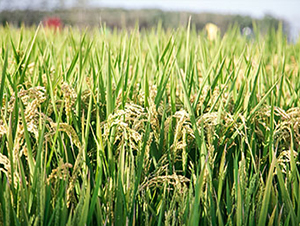 ���\(y��n)��80-ˮ���N��-���r(n��ng)���S