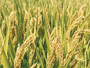 �Ͼ�����-ˮ���N��-���r���S