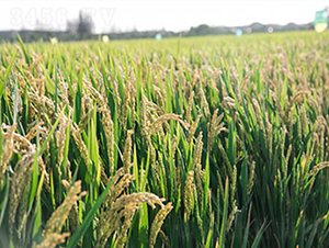 �Ͼ�5718-ˮ���N��-���r(n��ng)���S