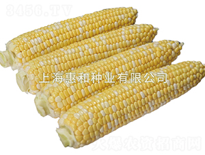 �pɫ֮�p-���׷N��-�ݺͷN�I(y��)