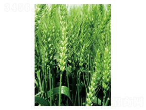 �|��18̖(h��o)-С���N��-���S�N�I(y��)