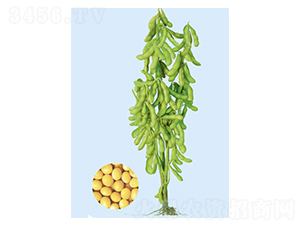 �F��65-�󶹷N��-���S�N�I(y��)