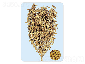 ǧ�ﶹ-�󶹷N��-���S�N�I(y��)