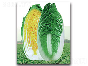 �½�-��ײ˷N��-���ʵ�