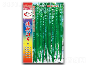 鎮(zhèn)辣24號-線椒種子-鎮(zhèn)研種業(yè)