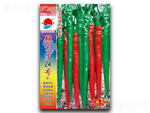 辣天下24號-線椒種子-鎮(zhèn)研種業(yè)