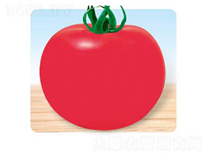 珍寶-番茄種子-先優(yōu)達