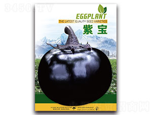 紫寶-茄子種子-先優(yōu)達