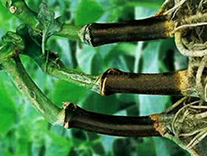 �p����̖-��ľ�N��-�p�ǷN�I(y��)