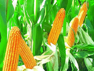 良星8號-玉米種子-良星種業(yè)