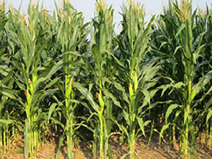 良星4號-玉米種子-良星種業(yè)