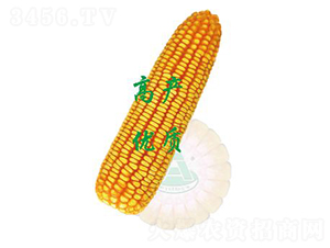 ����26-���׷N��-ԣ�S�N�I(y��)