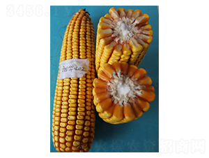 ԣ�A402-���׷N��-ԣ�S�N�I(y��)