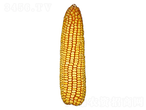 ���S613-���׷N��-ԣ�S�N�I(y��)