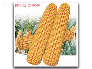 �Ǻ�605-���׷N��-���^�B