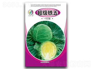 �����F��-���{(l��n)�N��-���^�B