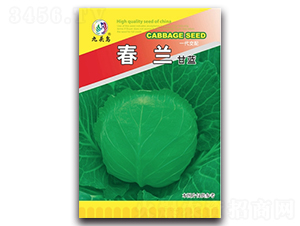 春蘭甘藍-甘藍種子-九頭鳥