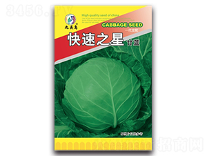 快速之星甘藍(lán)-甘藍(lán)種子-九頭鳥