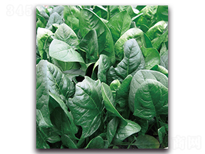 ��˹�D����-���˷N��-�F(xi��n)������