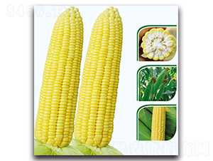 ����8̖����-�����׷N��-�F(xi��n)������