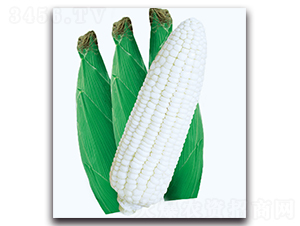 �y����Ŵ����-Ŵ���׷N��-�F(xi��n)������