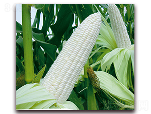 �fŴ178-Ŵ���׷N��-�A��N�I(y��)