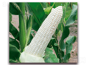 �fŴ161-Ŵ���׷N��-�A��N�I(y��)