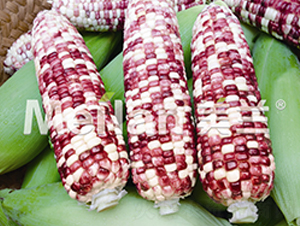 �������Ŵ41̖-��Ŵ���׷N��-�G��