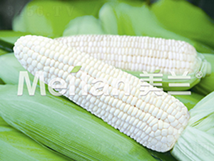 �������Ŵ13̖-��Ŵ���׷N��-�G��