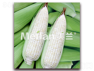 �������Ŵ11̖-��Ŵ���׷N��-�G��