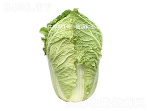 牛早秋1號(hào)-白菜種子-魯蔬種業(yè)