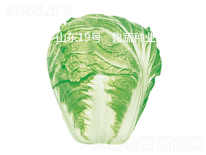 ɽ�|19̖(h��o)-�ײ˷N��-���߷N�I(y��)