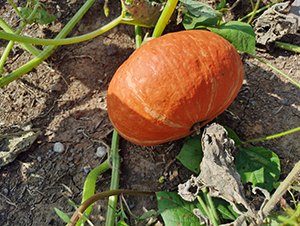 �t����̖(h��o)-�ϹϷN��-���R�r(n��ng)�I(y��)