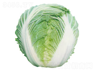 ɽ�|��̖-�ײ˷N��-���߷N�I(y��)