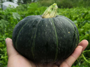 ؐ��(l��)һ̖(h��o)-�ϹϷN��-���R�r(n��ng)�I(y��)