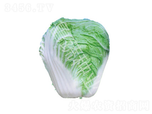 山東四號-白菜種子-魯蔬種業(yè)
