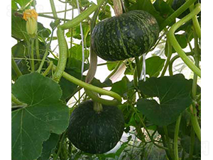 �G̫��-�ϹϷN��-���R�r(n��ng)�I(y��)