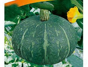 �G��ʯ-�ϹϷN��-���R�r(n��ng)�I(y��)