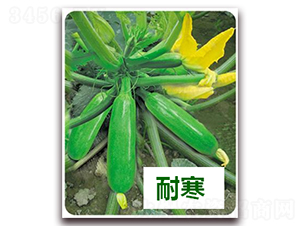 ����8̖-�����J�N��-����N��