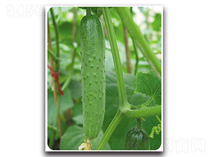 ��������-�S�ϷN��-����N��