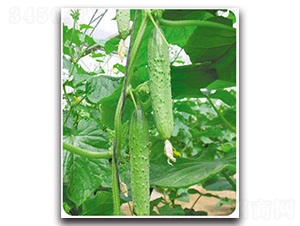 ����-�S�ϷN��-����N��