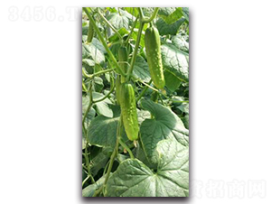 ����-�S�ϷN��-����N��