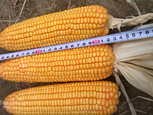 �¿�910-���׷N��-��ʥ��