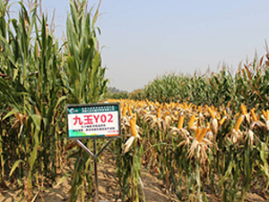 ����Y02-���׷N��-��ʥ��